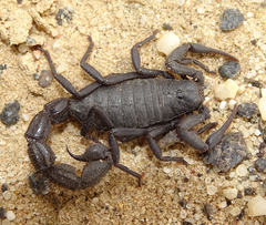 Parabuthus villosus