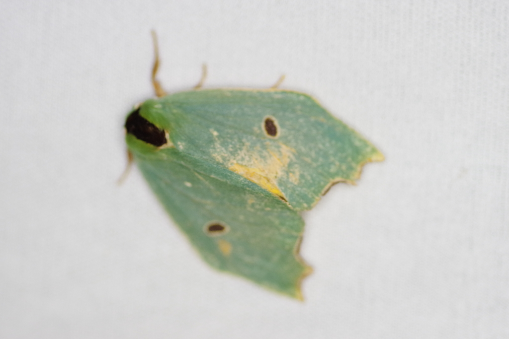 Rosema tinae