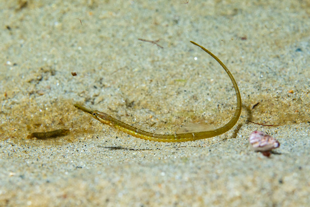 Northern pipefish (Syngnathus fuscus) — Syngnathidae