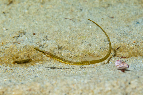 Noordelijke zeenaald (Syngnathus fuscus) — Syngnathidae