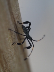 Gelonus tasmanicus
