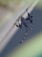 Gelonus tasmanicus