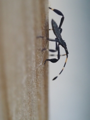 Gelonus tasmanicus