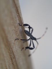 Gelonus tasmanicus
