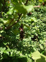 Ribes magellanicum