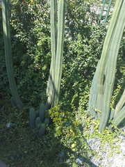 Cactoideae
