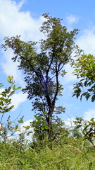 Vitex doniana