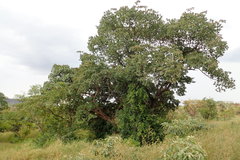 Terminalia brownii