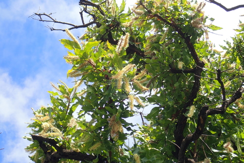 Broadleaf Beechwood