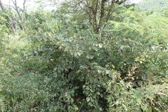 Vitex doniana