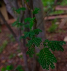 Albizia brevifolia