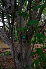 Albizia brevifolia
