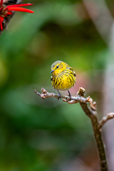 Setophaga tigrina