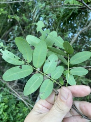 Machaerium lunatum