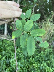 Machaerium lunatum