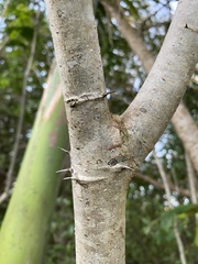 Machaerium lunatum