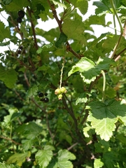 Ribes magellanicum