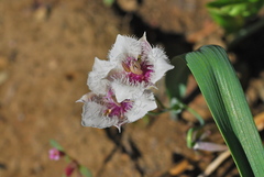 Calochortus elegans nanus