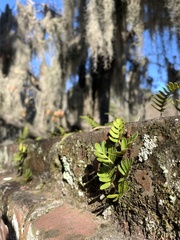 Pleopeltis michauxiana