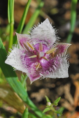 Calochortus elegans nanus