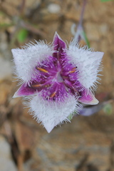 Calochortus elegans nanus