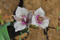 Calochortus elegans nanus
