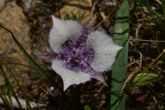 Calochortus elegans nanus