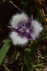 Calochortus elegans nanus