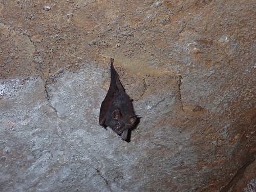 Woolly Horseshoe Bat