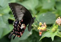 Papilio polytes