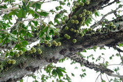 Ficus sansibarica