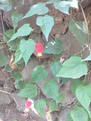 Callianthe
