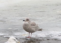 Larus glaucoides