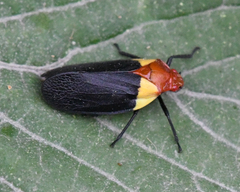 Sphenorhina bipunctata