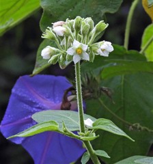 Solanum abutiloides