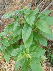 Atropa belladonna