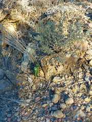 Parasteropleurus perezii