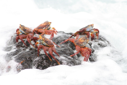 Sally Lightfoot Crab, Santa Cruz, Équateur, photo 8 of 10