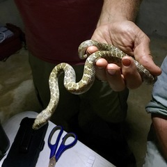 Baja California Night Snake photo 5