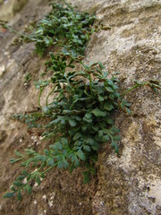 Asplenium ruta-muraria