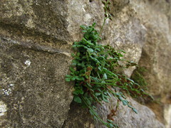 Asplenium ruta-muraria