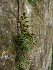 Asplenium ruta-muraria