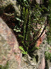 Asplenium trichomanes