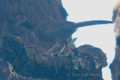 Trochalopteron chrysopterum
