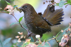 Trochalopteron austeni