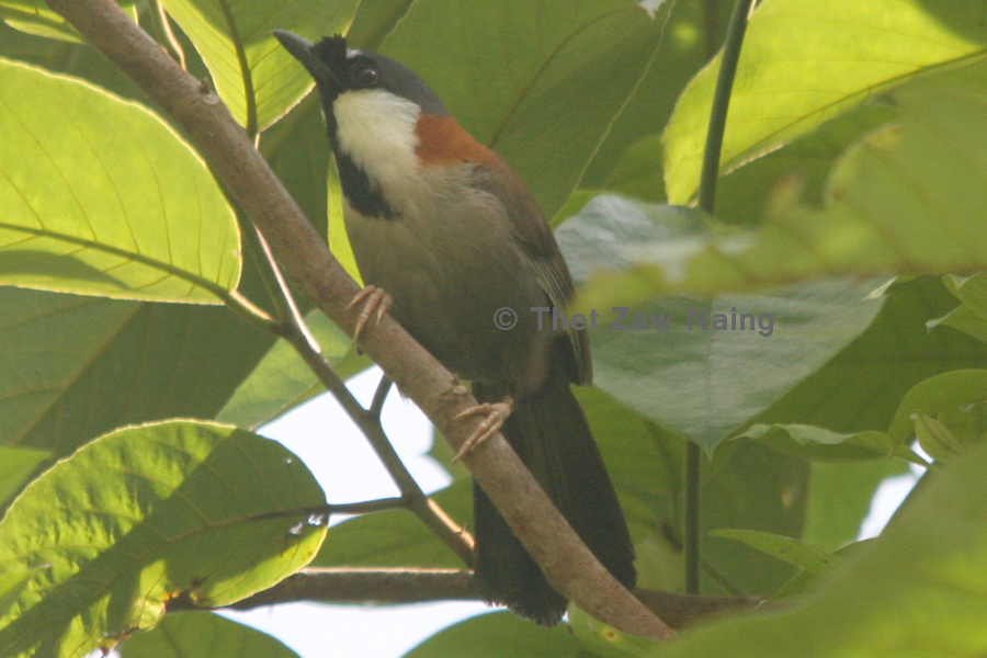 Chestnut-backed Laughingthrush illustration