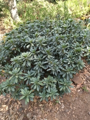 Daphne laureola