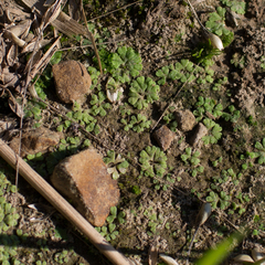 Riccia glauca