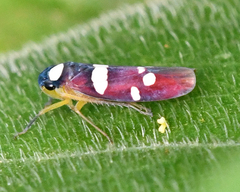 Erythrogonia imitatricula