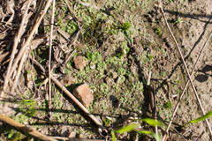 Phaeoceros carolinianus